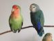 Пташки щастя: обирайте папуг нерозлучників сьогодні! (фішер, масковий