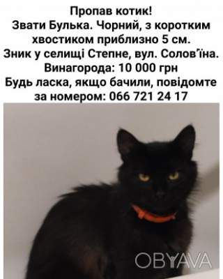 В селі Степне, пропав котик Булька.