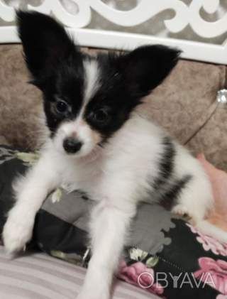 Цуценя папільйона