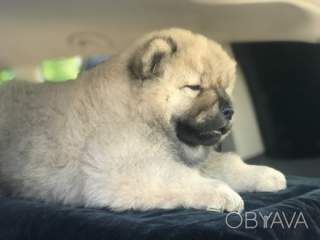 Чау чау з доставкою!