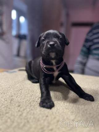 Пропонуємо до резерву цуценят кане корсо від породної пари клубного розведення