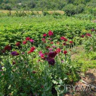 Пригород. Мальовничі місця.Будинок зі зручностями.