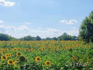 Участок, 65 сотка