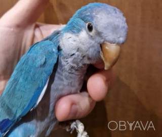 Милые птенчики монахи