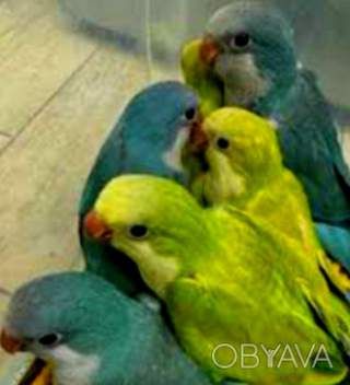 Выкормышы попугая монаха