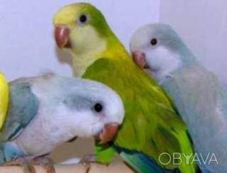 Маленькие красивые малыши попугайчиков монахов