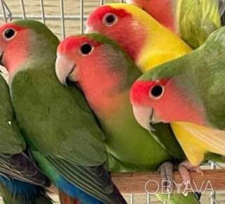 Очень яркие неразлучники