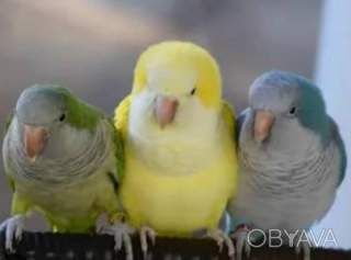 Продам малышей монахов