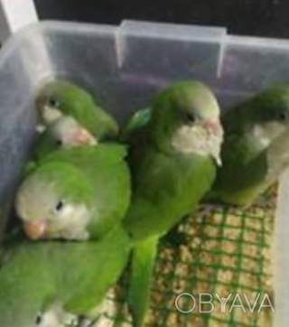 Ручные малыши монаха