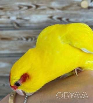 Птенцы попугая какариков