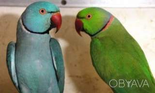 Ожереловые красавчики