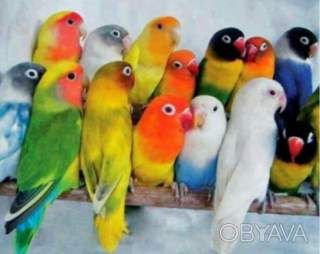 Очень милые малыши неразлучников