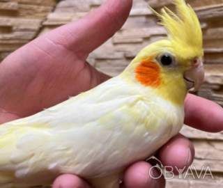 Красивые малыши корелла