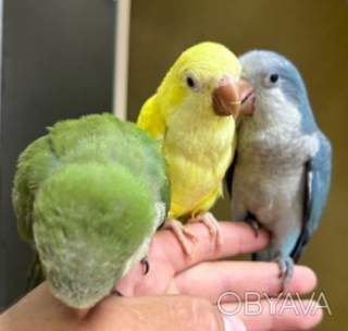 ВЫКОРМЫШИ ПОПУГАЕВ монахов