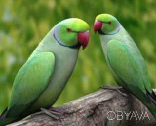 ВЫКОРМЫШИ ожерелки