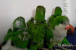 Домашние малыши монаха