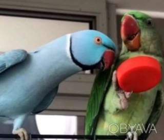 Выкормышы ожереловых попугайчиков