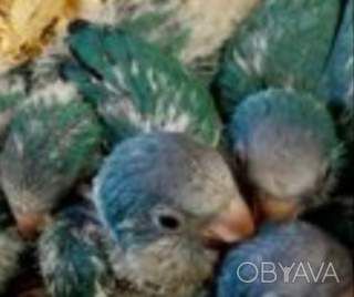 Птенцы попугая монаха