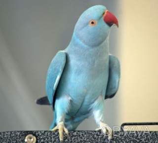 Попугаи ожереловые