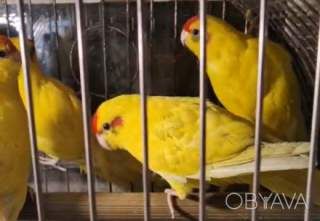 Яркие малыши какарики