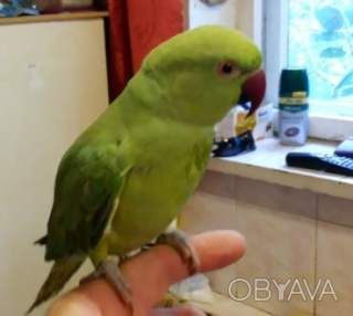 Очень яркие малыши