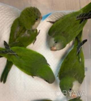 Очень милые птенчики