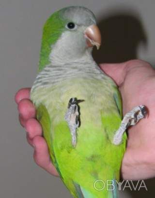 Говорящий попугайчик монах