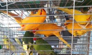 Чудесный птенцы какарика