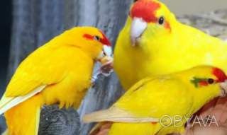 Выкормышы какарики для деток