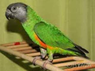 Продаётся говорящий малыши сенегал