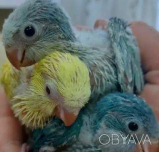 Говорящие попугайчики