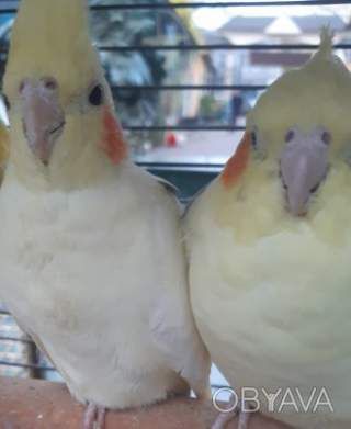 Маленькие корелла