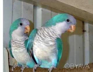 Монахи для деток и взрослых