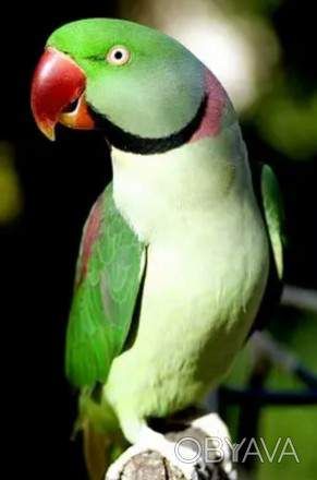 Попугаи ожереловые
