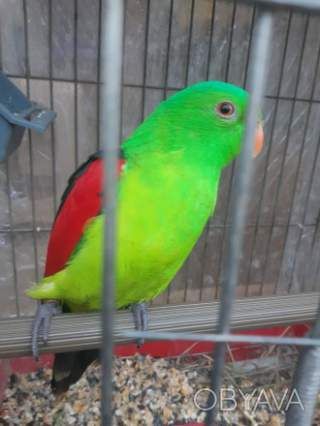 Очень яркие малыши