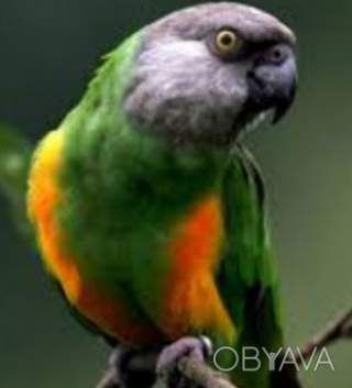 Говорящий Сенегал