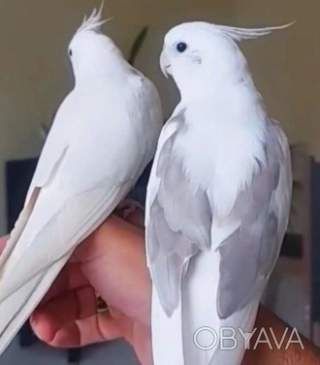 Малыши попугая корелла