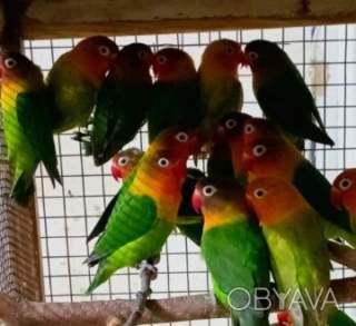 Яркие масковые неразлучники