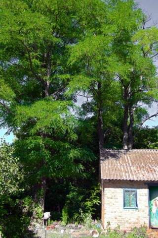 Продаю дерево акацiя 10 шт в селі Полтавська обл