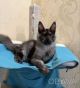 Дівчинка Мейн кун чорний дим