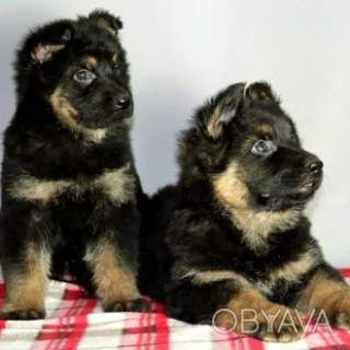 Немецкая овчарка