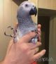 Лучший попугайчик дня разговора жако